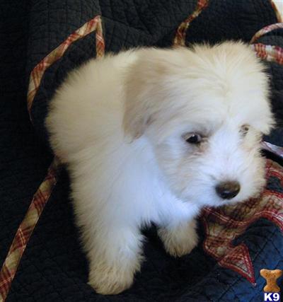 Puppies Of FCI International Champion Bloodlines